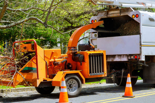 Why Choose Our Tree Removal Services in Suisun City, CA?